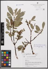 Salix bicolor Ehrh. ex Willd.